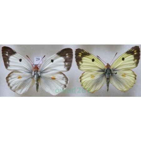 Colias hyale (Linnaeus, 1758) pair Szlaczkoń siarecznik Hungaria29